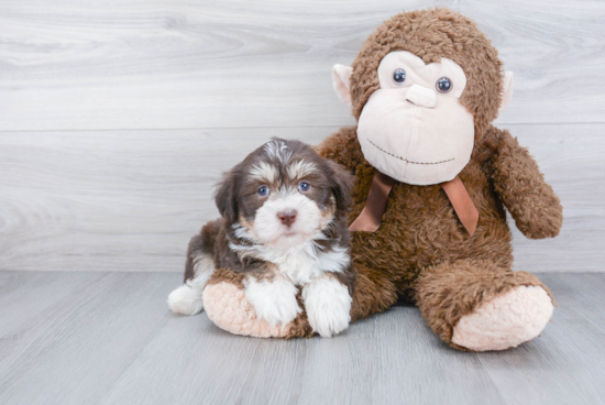 Funny Havanese Baby