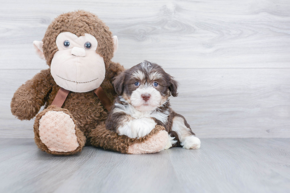 Adorable Havanese Purebred Puppy