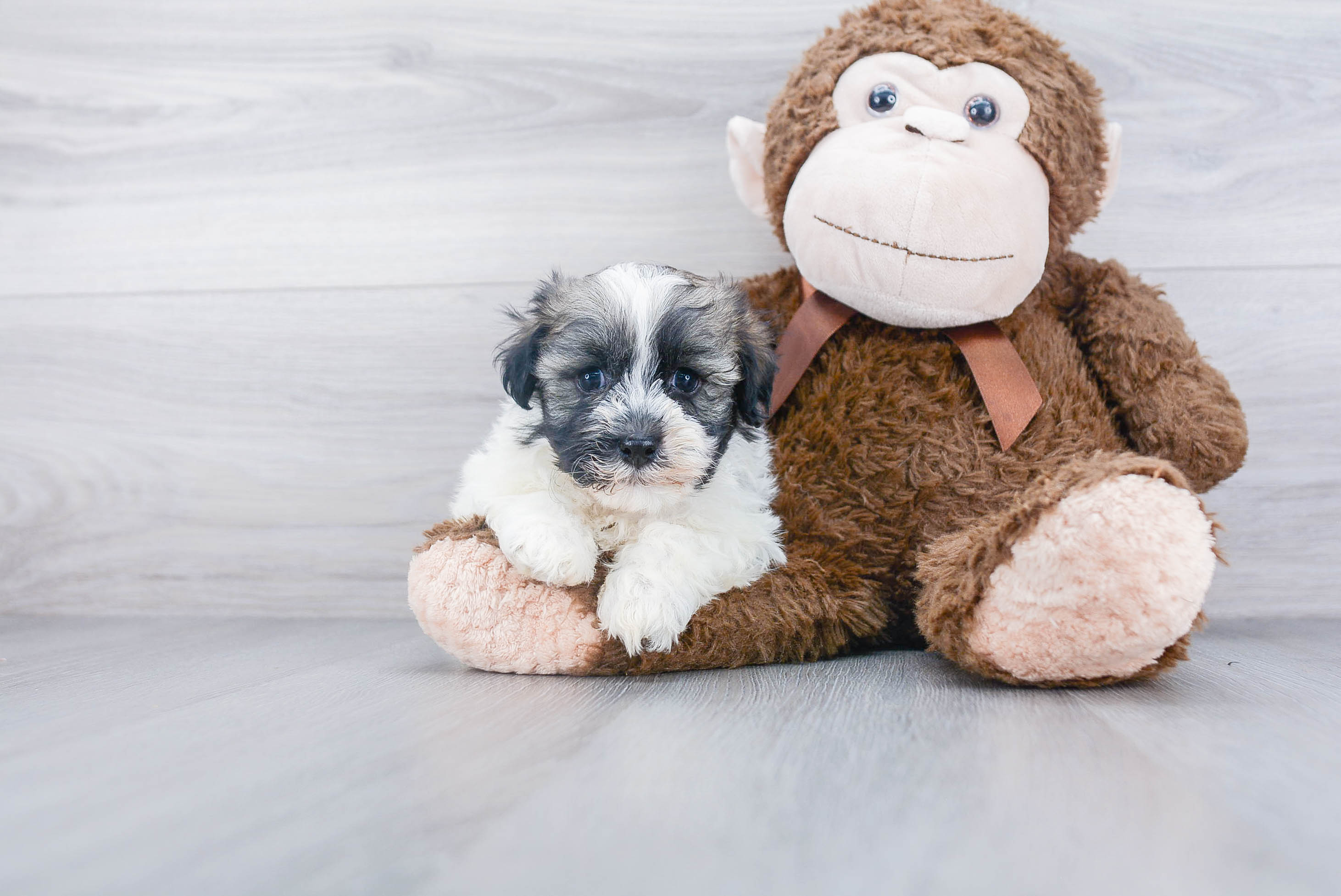 Havanese Pup Being Cute