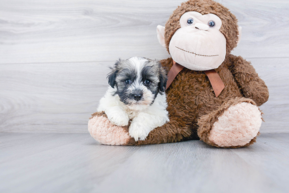 Havanese Pup Being Cute