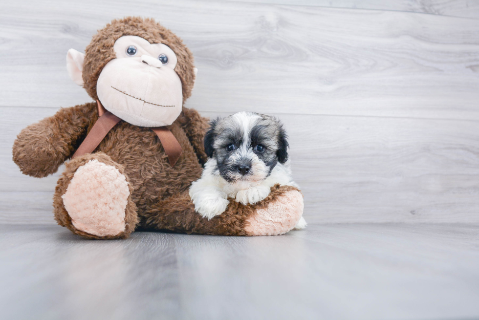 Havanese Pup Being Cute