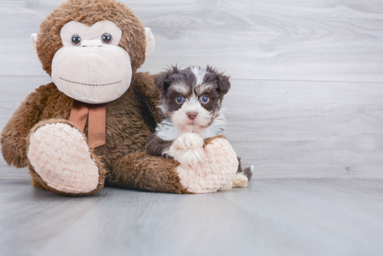 Adorable Havanese Purebred Puppy