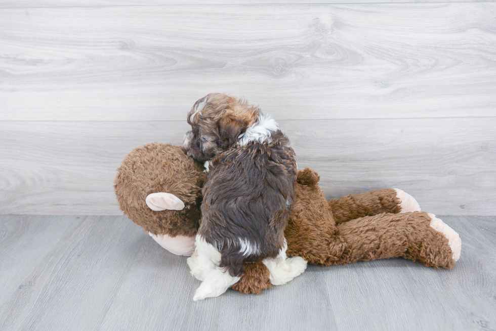 Playful Havanese Purebred Pup