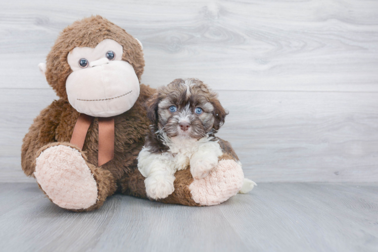 Petite Havanese Purebred Puppy