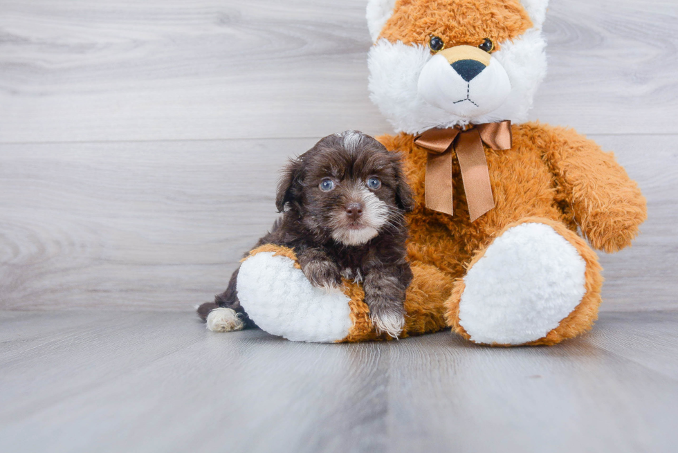 Popular Havanese Baby