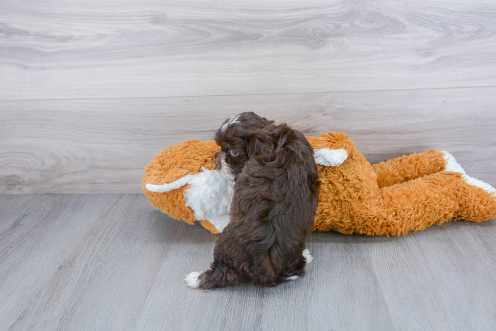 Havanese Puppy for Adoption