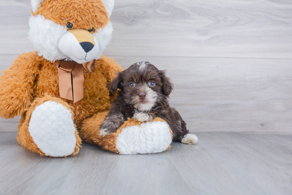 Little Havanese Purebred Pup