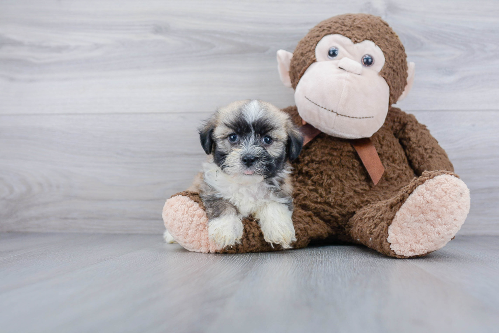 Akc Registered Havanese Purebred Pup