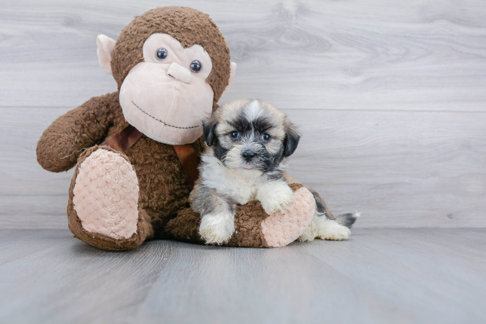 Akc Registered Havanese Baby