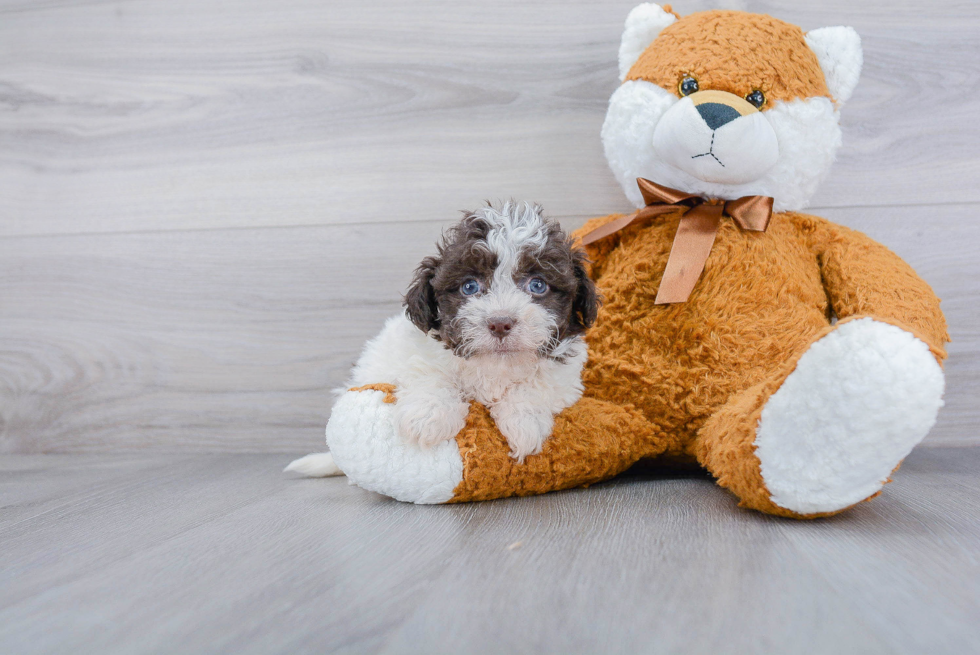 Havanese Puppy for Adoption