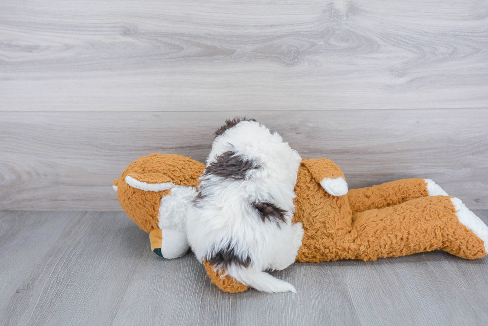 Small Havanese Purebred Pup