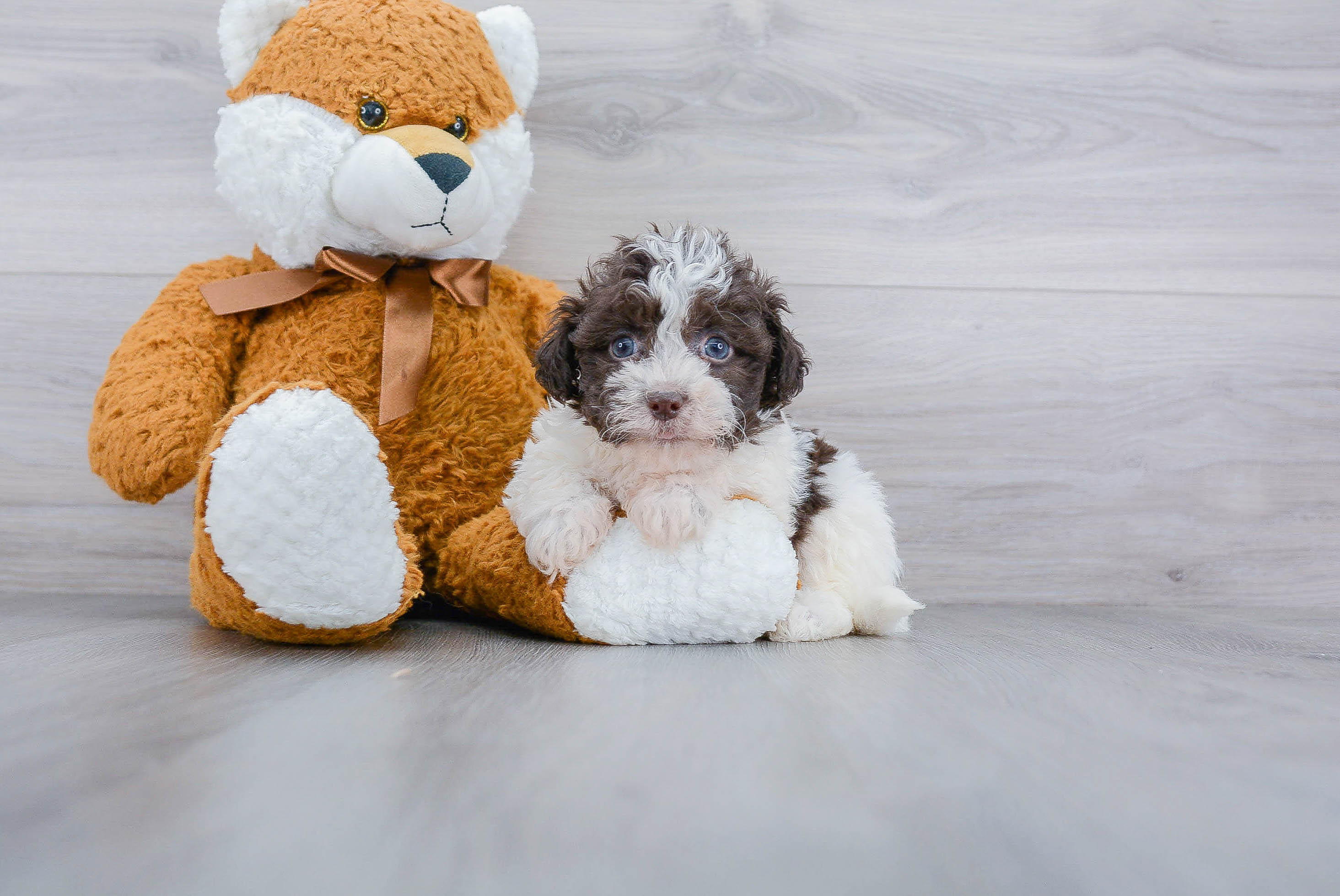 Havanese Pup Being Cute