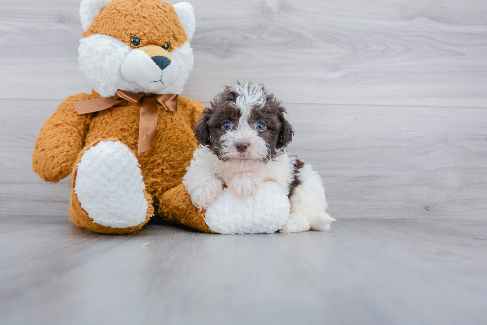 Havanese Pup Being Cute