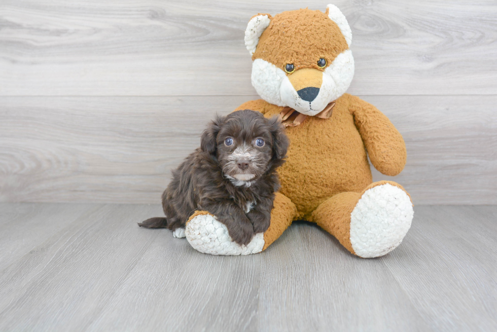 Havanese Pup Being Cute