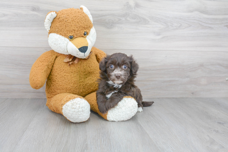 Fluffy Havanese Purebred Puppy