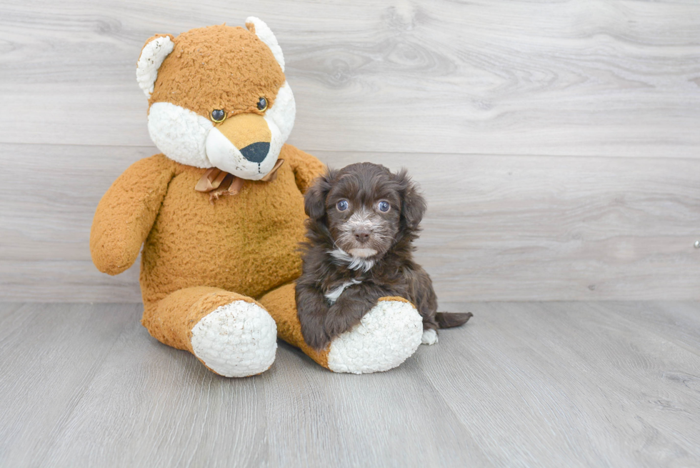Fluffy Havanese Purebred Puppy