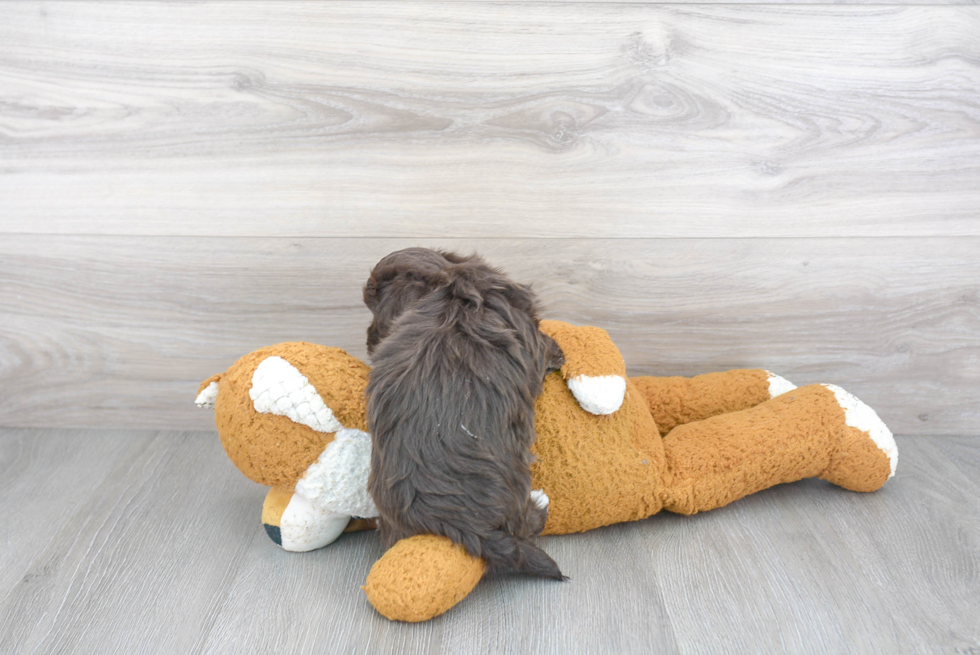 Playful Havanese Purebred Pup