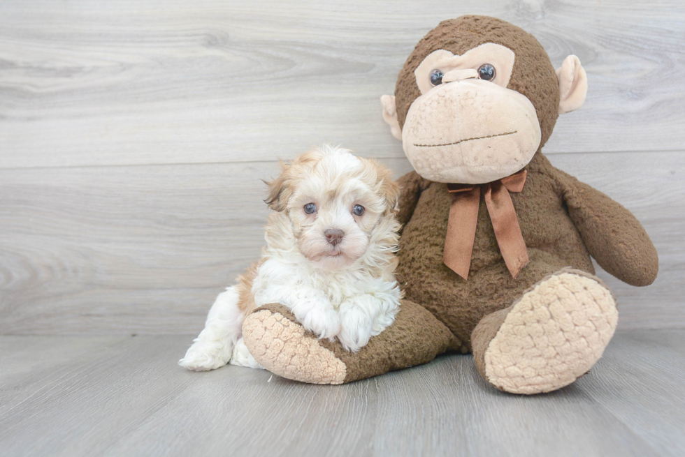 Funny Havanese Baby