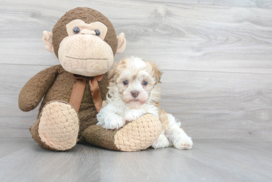 Cute Havanese Purebred Puppy