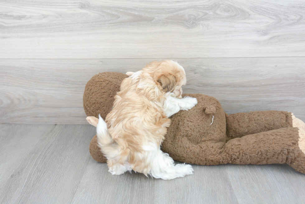 Havanese Pup Being Cute