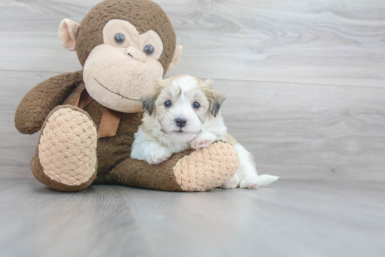 Havanese Pup Being Cute