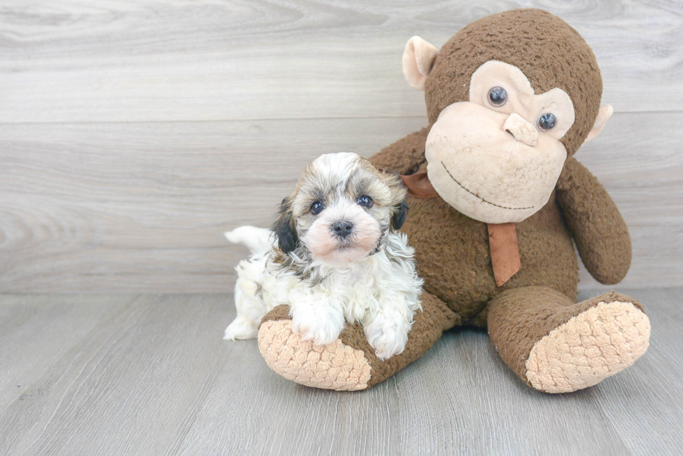 Havanese Pup Being Cute