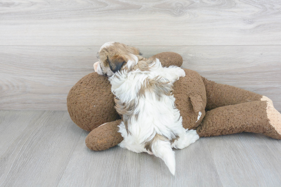 Little Havanese Purebred Pup