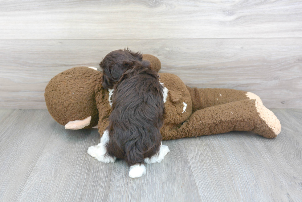 Adorable Havanese Purebred Puppy