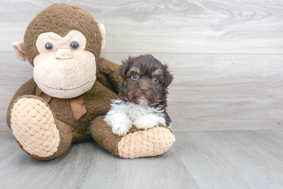 Akc Registered Havanese Baby