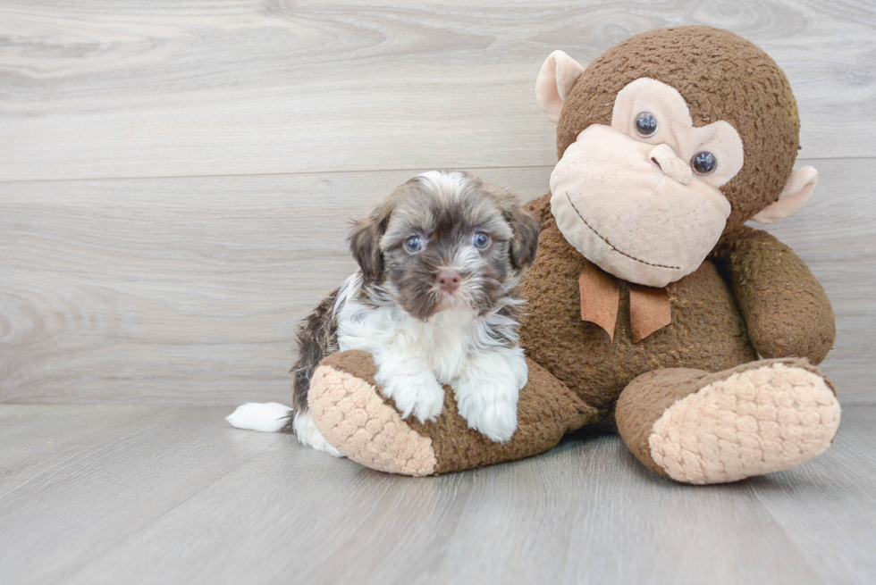 Cute Havanese Purebred Pup