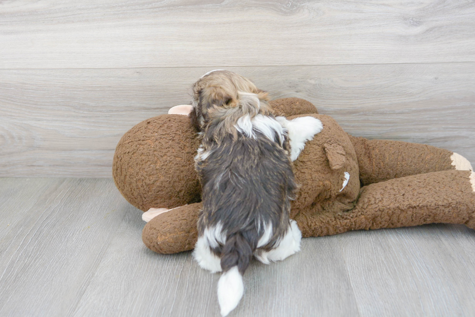 Cute Havanese Baby