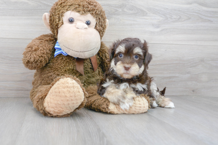 Popular Havanese Baby