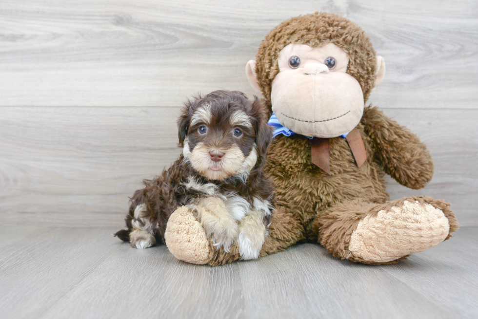 Akc Registered Havanese Purebred Pup