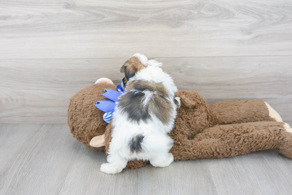 Adorable Havanese Purebred Puppy