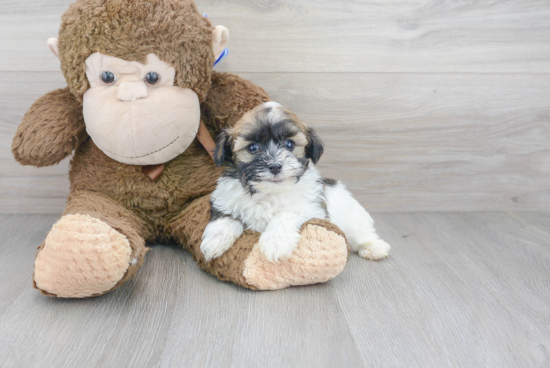 Adorable Havanese Purebred Puppy