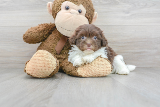 Havanese Pup Being Cute