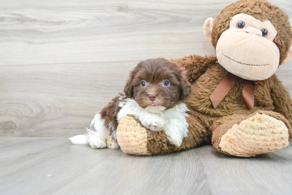 Havanese Puppy for Adoption