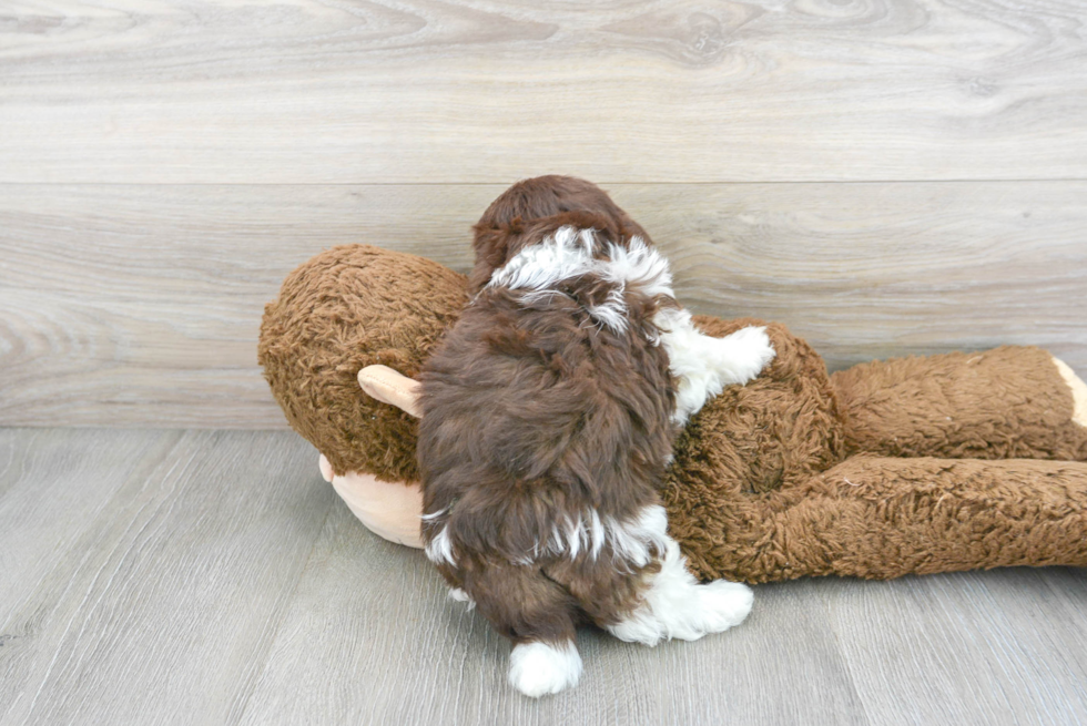 Cute Havanese Purebred Puppy