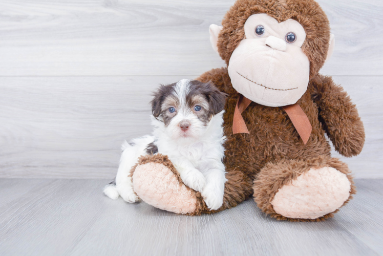 Havanese Puppy for Adoption