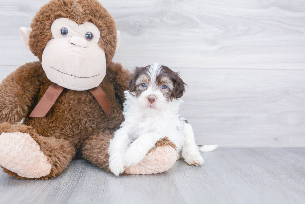 Havanese Pup Being Cute