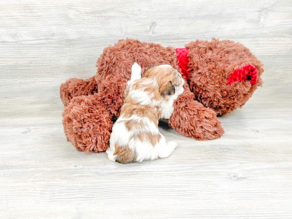 Akc Registered Havanese Purebred Pup