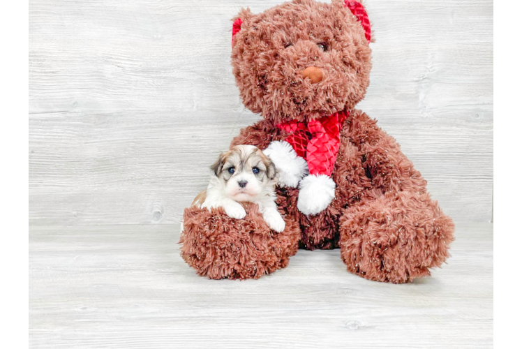 Hypoallergenic Havanese Baby