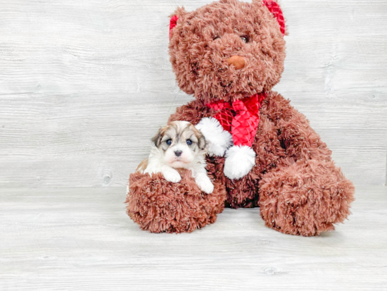 Hypoallergenic Havanese Baby