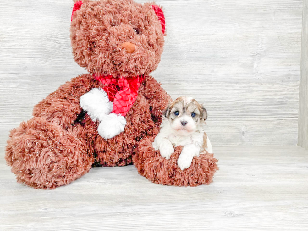 Havanese Pup Being Cute