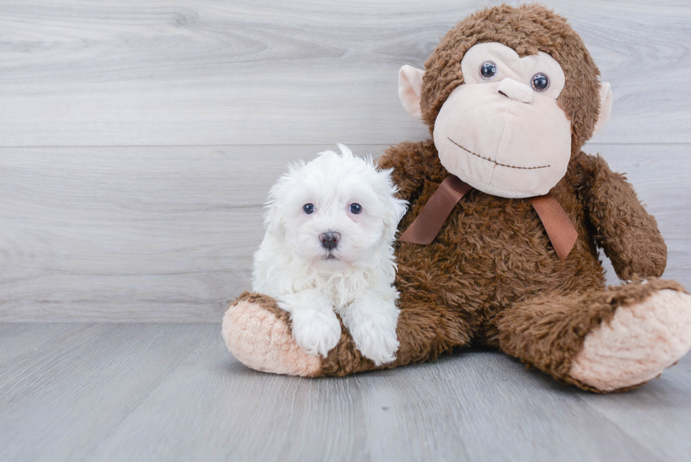 Little Havanese Baby