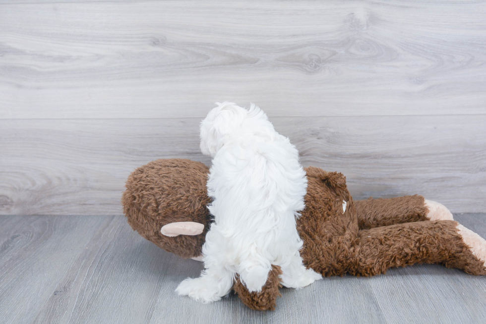 Havanese Pup Being Cute