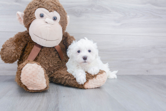 Playful Havanese Baby