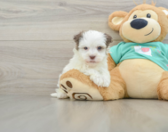 7 week old Havanese Puppy For Sale - Premier Pups
