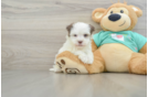 Havanese Pup Being Cute