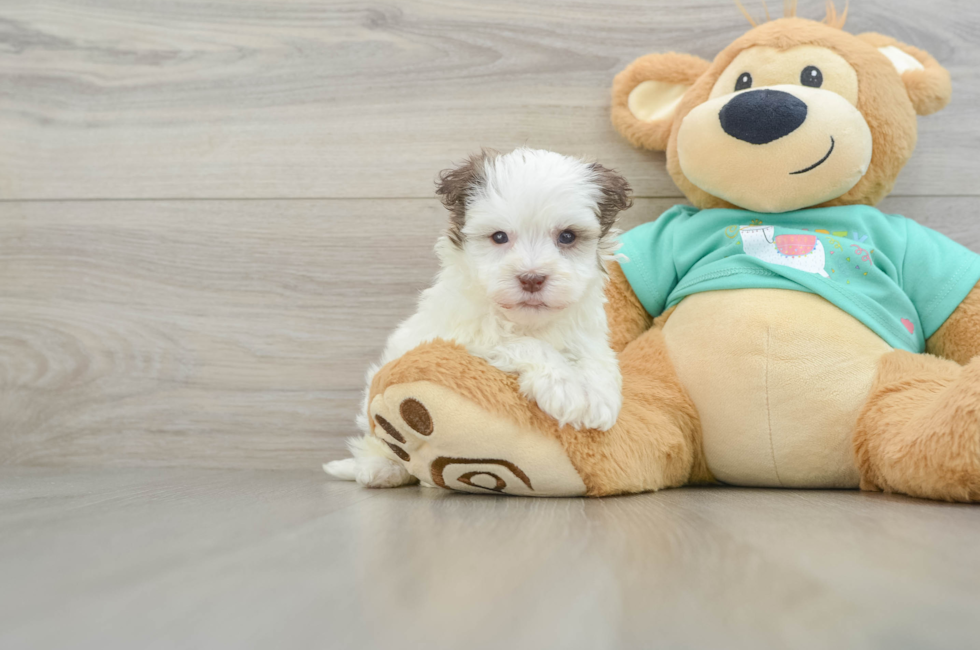 5 week old Havanese Puppy For Sale - Premier Pups